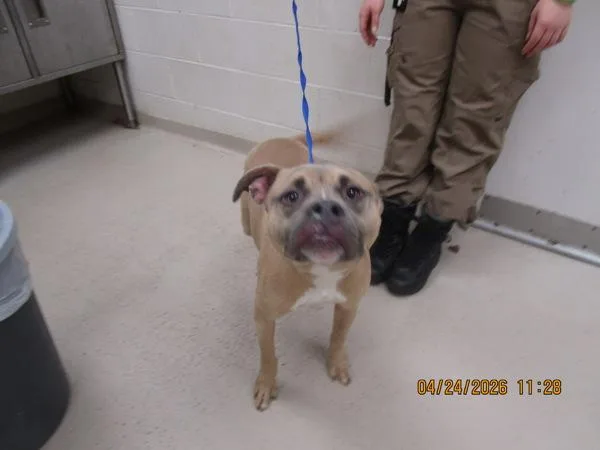 An adult medium-sized male Pit Bull Terrier dog named Lucky for adoption in Marietta, GA