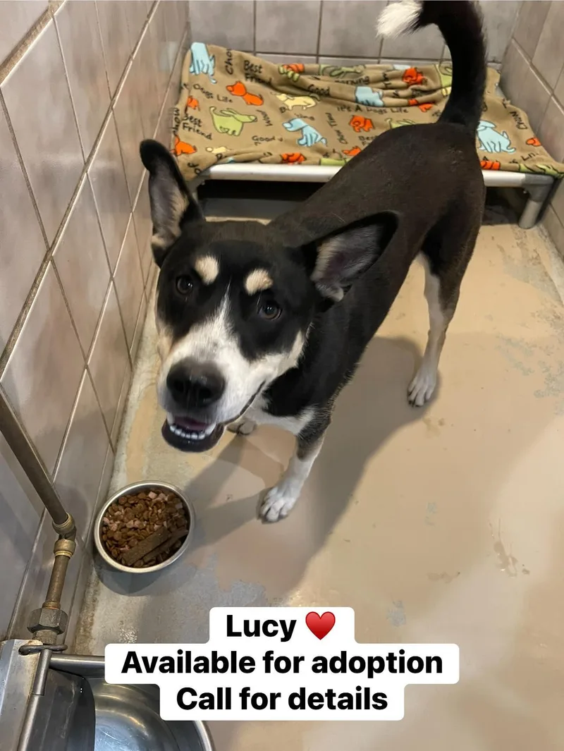 A young medium-sized female Husky dog named Lucy for adoption in North Kansas City, MO