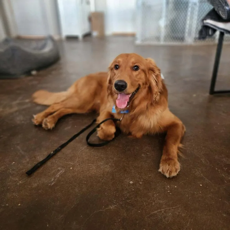 A young medium-sized male Golden Retriever dog named Theodore for adoption in Mesa, AZ