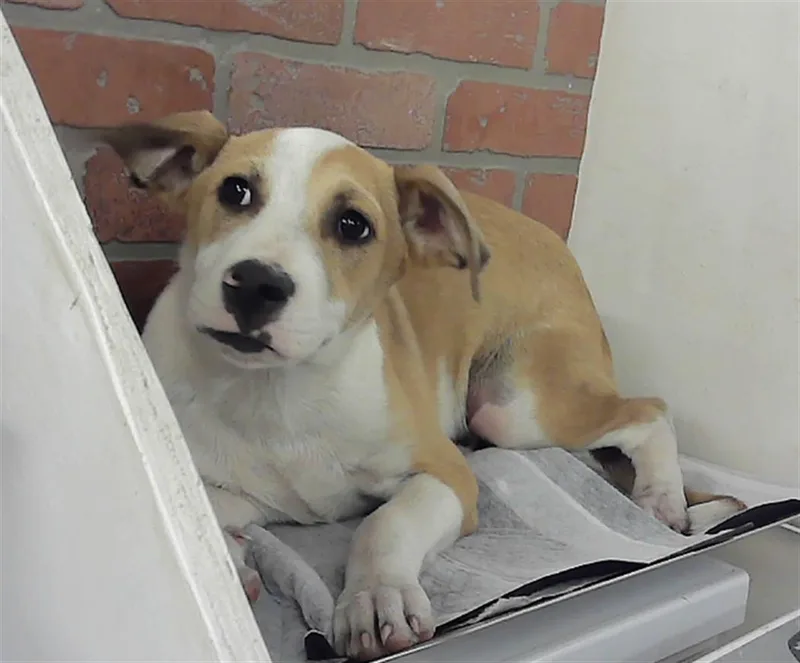 A baby small-sized male Labrador Retriever dog named Lucky for adoption in Houston, TX