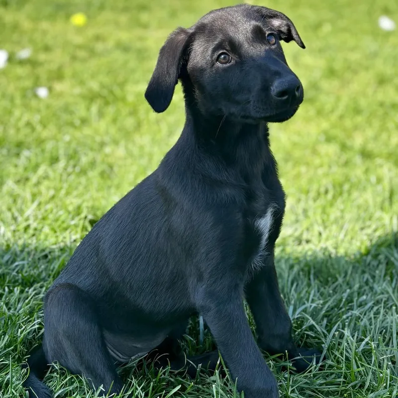Violet