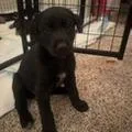 Violet thumbnail 2