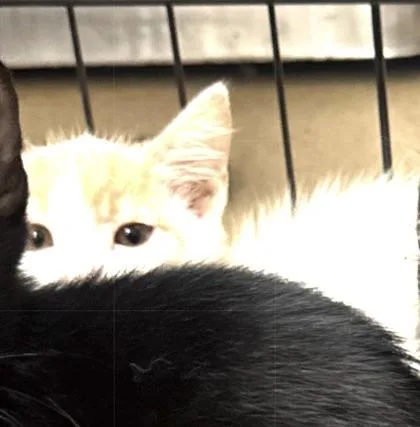 A baby small-sized male Domestic Short Hair cat named Archer for adoption in Farmers Branch, TX