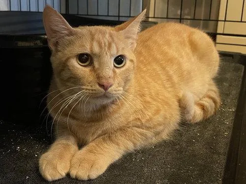 An adult medium-sized female Tabby (Orange / Red) Domestic Short Hair cat named GeorgiaLynn ORT for adoption in Missouri City, TX