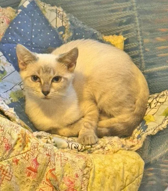 A baby medium-sized female Siamese cat named Absolutely Not for adoption in Pineville, LA