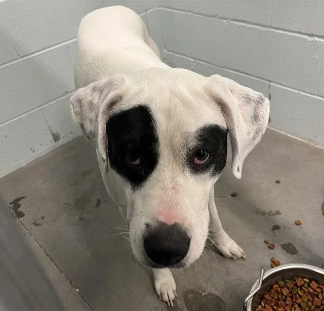 An adult large-sized male American Staffordshire Terrier dog named Winston for adoption in Tavares, FL
