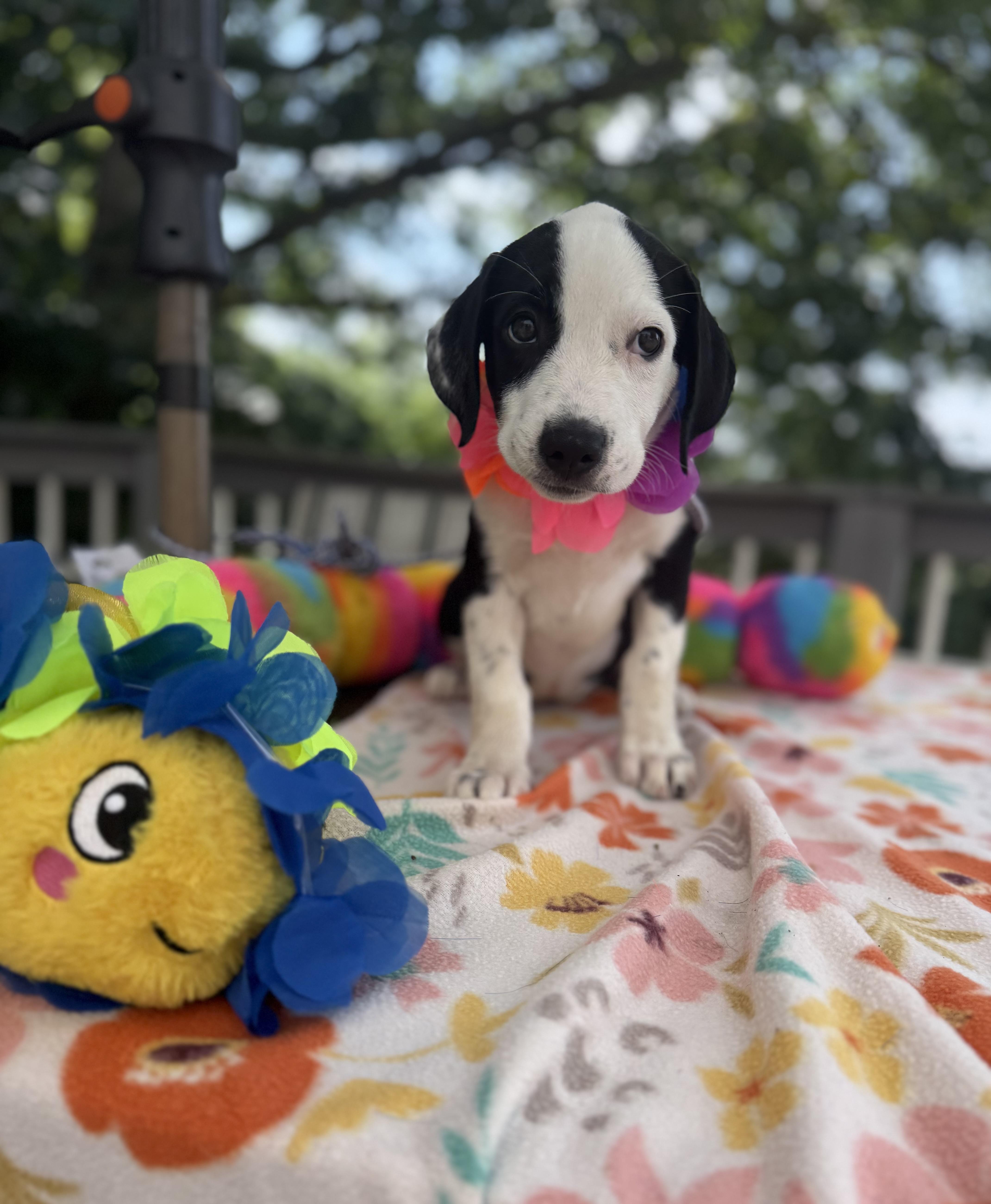 Trixie thumbnail 5