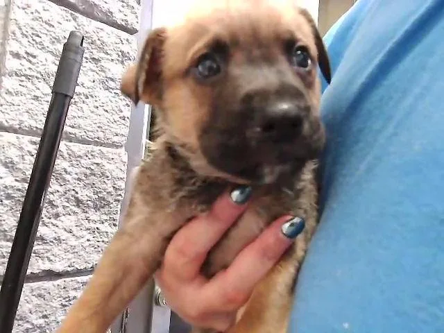 A baby small-sized male German Shepherd Dog dog named Rubble for adoption in Tulsa, OK