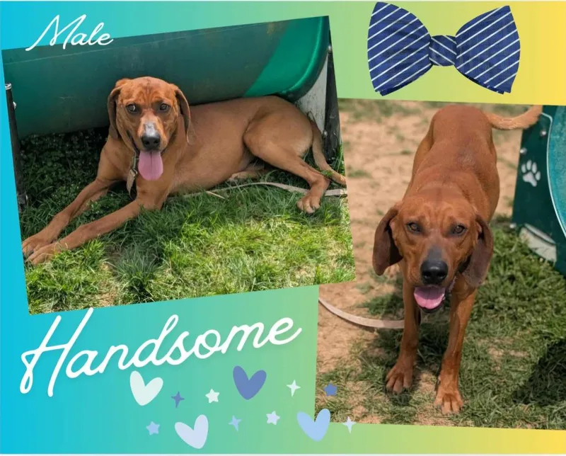 An adult large-sized male Hound dog named Handsome for adoption in Blountville, TN