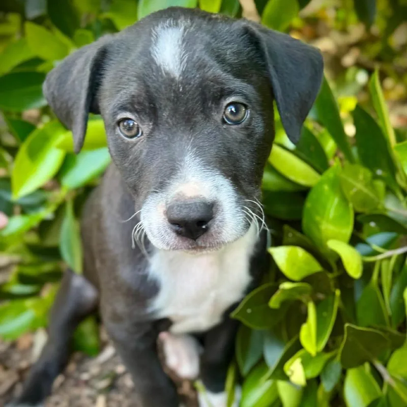 A baby small-sized male Gray / Blue / Silver Schnauzer dog named Vinny for adoption in San Diego, CA