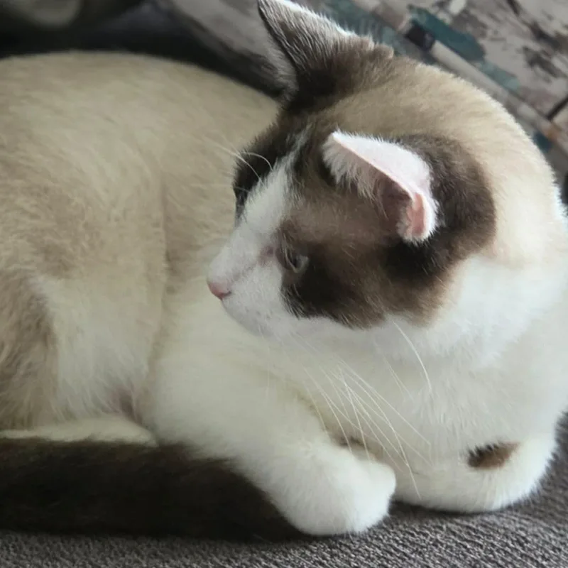 A young medium-sized female Seal Point Siamese cat named O'cleo for adoption in Fairborn, OH