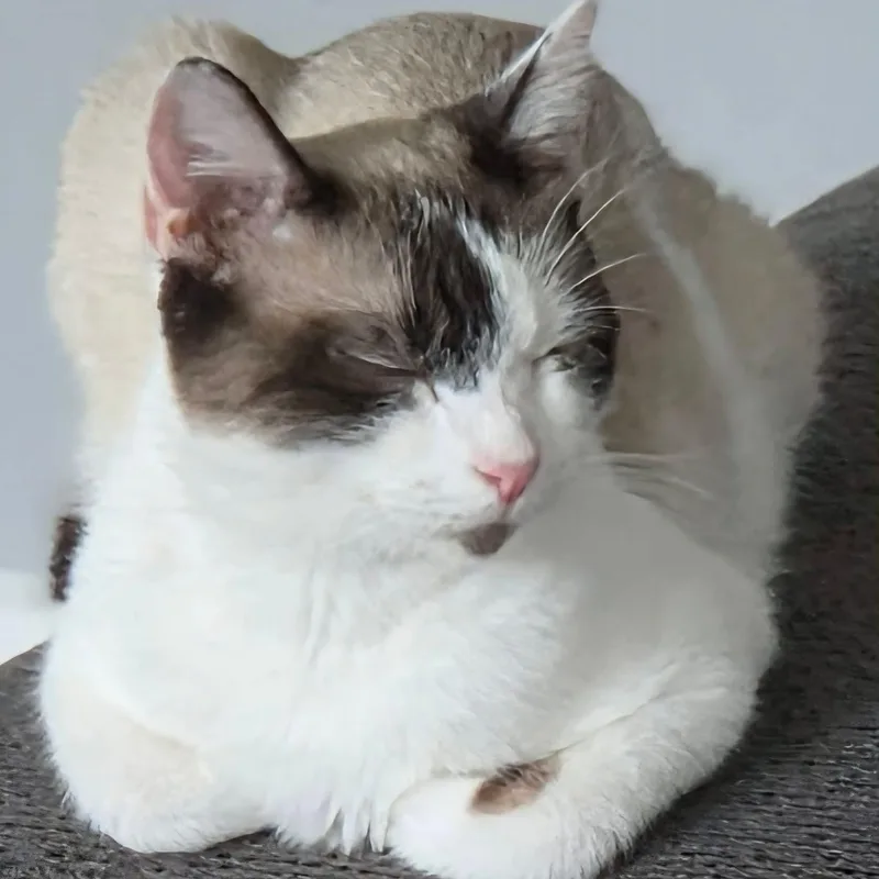 O'cleo thumbnail 3