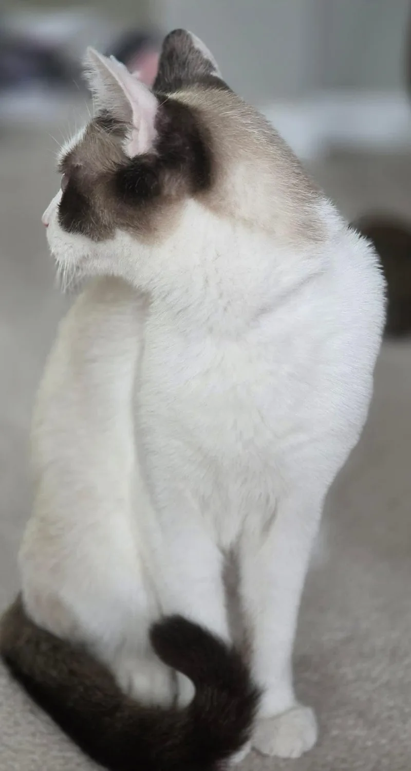 O'cleo thumbnail 4