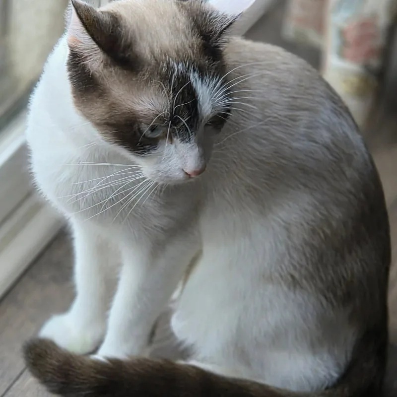 O'cleo thumbnail 5