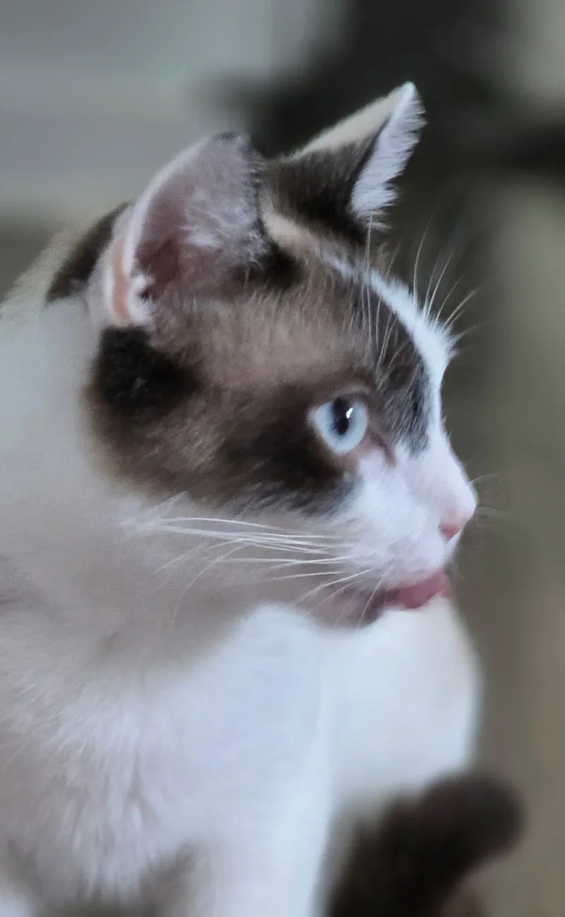 O'cleo thumbnail 6