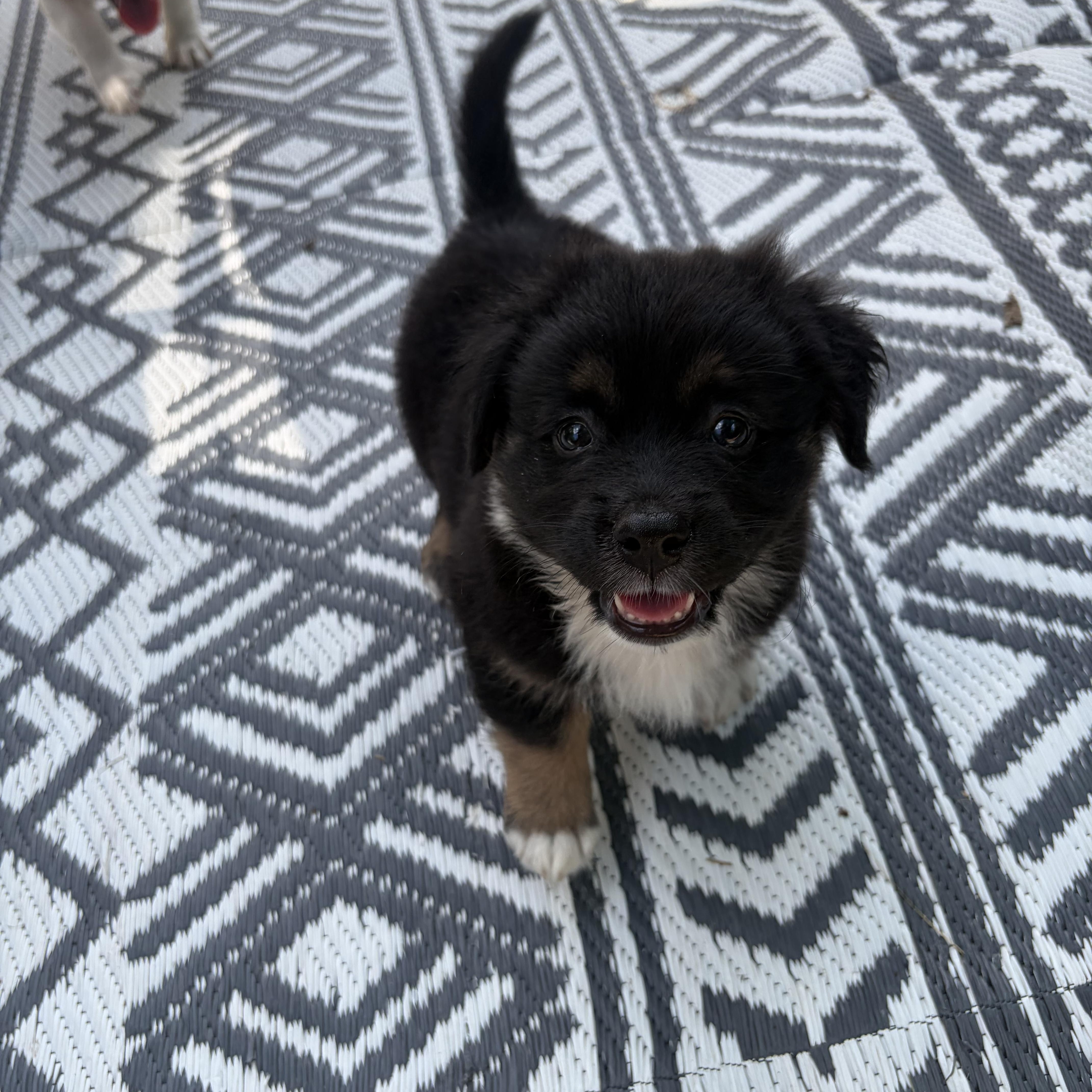 Bella
