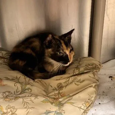 A young small-sized female Domestic Short Hair cat named Viking for adoption in Freeport, FL