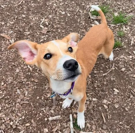 A young medium-sized male Labrador Retriever dog named Kevin for adoption in Leesburg, VA