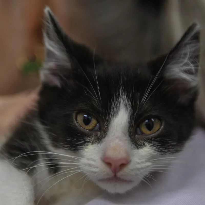 A baby small-sized male Black Domestic Short Hair cat named Mango for adoption in Redwood City, CA