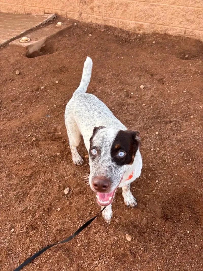 An adult medium-sized male Mixed Breed dog named Larry for adoption in Hobbs, NM