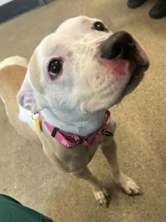 A young medium-sized female White / Cream Pit Bull Terrier dog named Nyx for adoption in Cleveland, OH