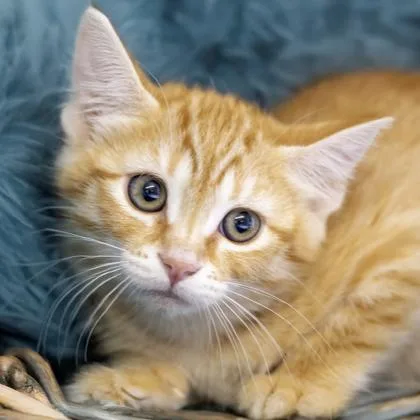 A baby small-sized female Domestic Short Hair cat named Pontoon for adoption in Camano Island, WA