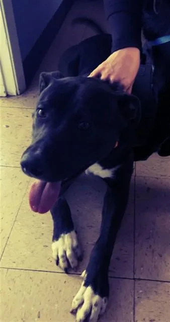 An adult large-sized male Pit Bull Terrier dog named Cadete for adoption in Killeen, TX