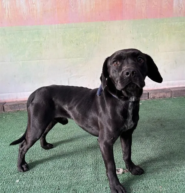 A young medium-sized male Pug dog named Pinto for adoption in Baldwin Park, CA