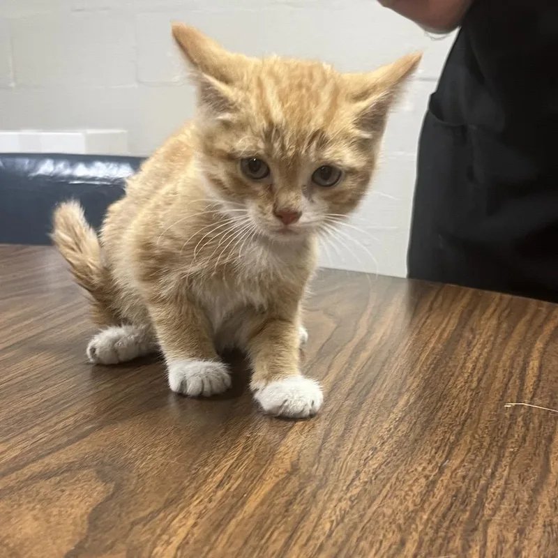 A baby small-sized male Orange / Red Domestic Short Hair cat named Shrimp for adoption in Clanton, AL