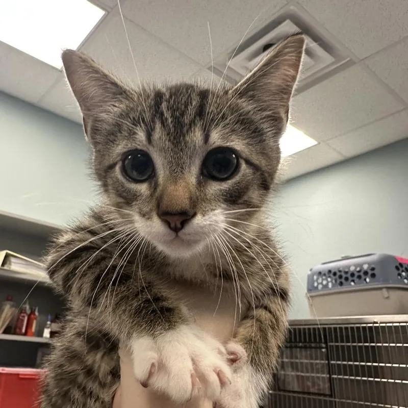 A baby small-sized male Brown / Chocolate Domestic Short Hair cat named Cream Cheese for adoption in Greensboro, NC