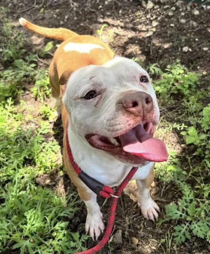 An adult medium-sized male Pit Bull Terrier dog named Rocky Potato for adoption in Hillsboro, NH