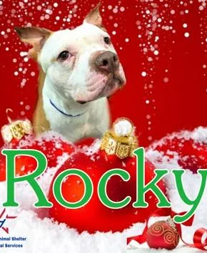 Rocky Potato thumbnail 2