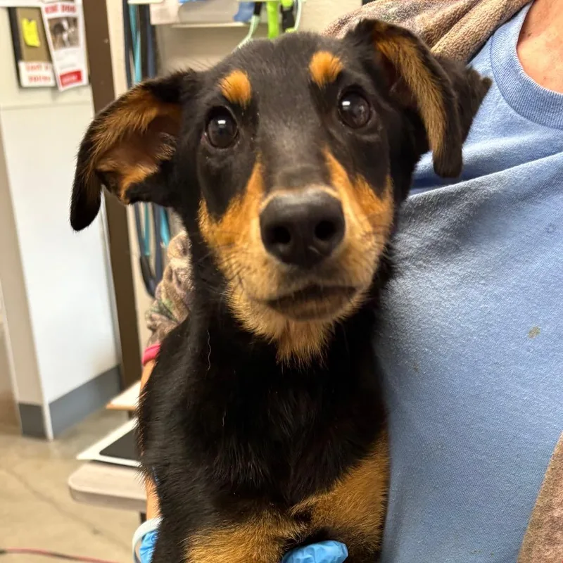 A young small-sized female Black Mixed Breed dog named Swirl for adoption in Columbiana, AL