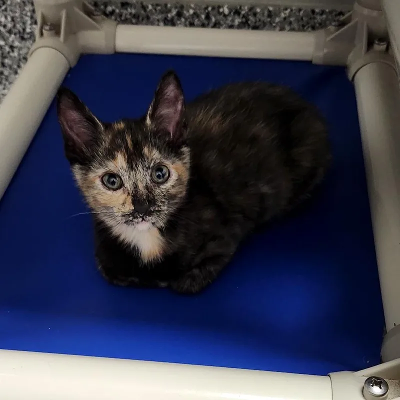 A baby small-sized female Tortoiseshell Domestic Short Hair cat named Rowan for adoption in Brookfield, WI