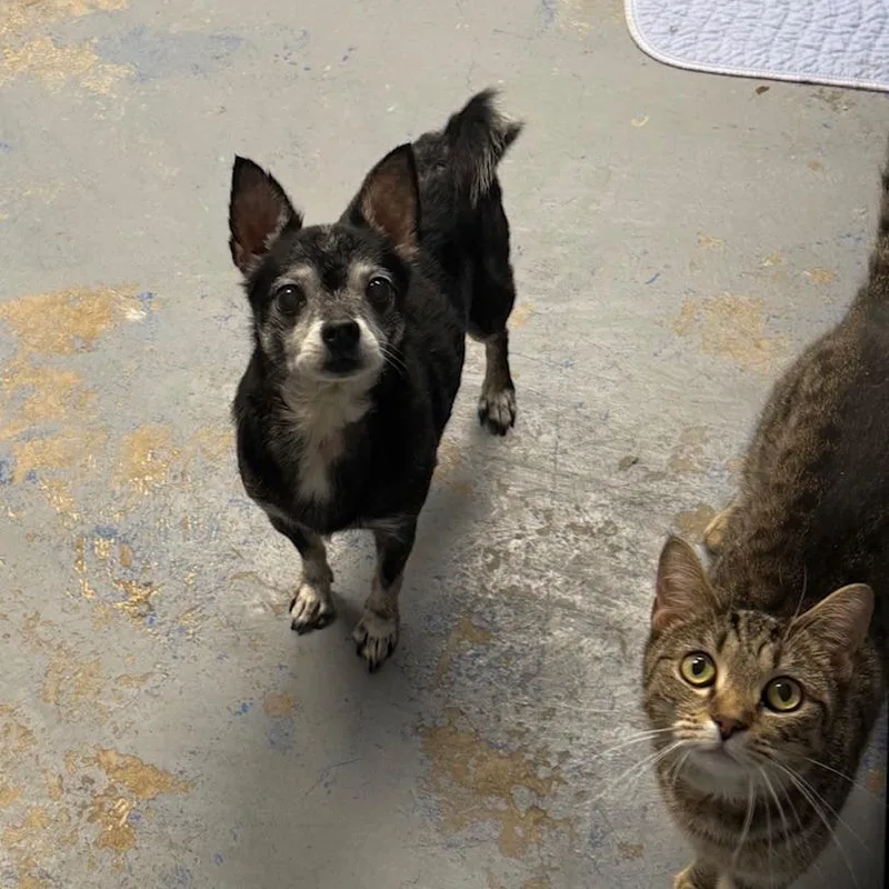 A senior small-sized male Black Chihuahua dog named Bubba for adoption in Franklin, PA