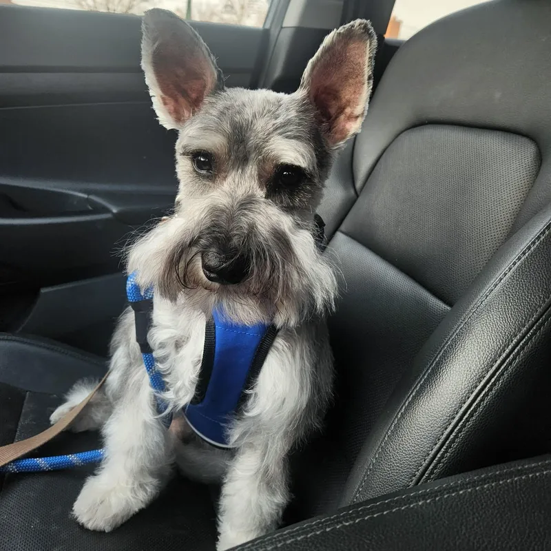 A young small-sized male Miniature Schnauzer dog named Harvey for adoption in Homer Glen, IL
