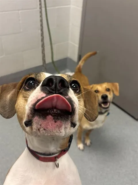 A young medium-sized female Beagle dog named Lemon for adoption in Indianapolis, IN