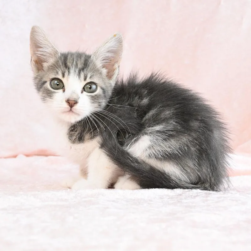 A baby small-sized male Gray / Blue / Silver Domestic Short Hair cat named Peep for adoption in Mobile, AL
