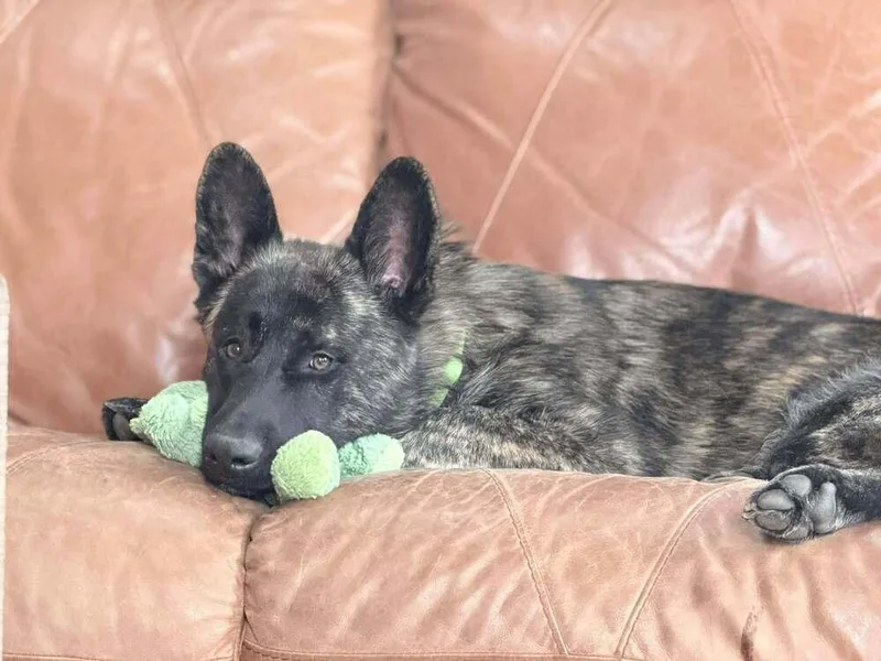 An adult medium-sized male Dutch Shepherd dog named Shaka FKA Oakley in for adoption in Imlay City, MI