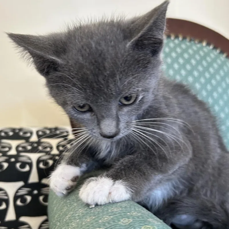 A baby small-sized female Gray / Blue / Silver Domestic Short Hair cat named Rutabaga for adoption in Park City, UT