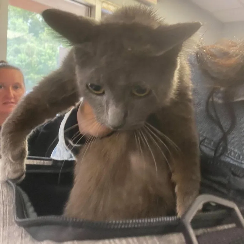 An adult medium-sized female Gray / Blue / Silver Domestic Short Hair cat named Sarabi for adoption in Huntington, WV