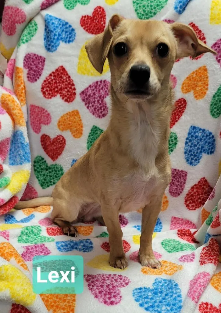 A young small-sized female Chihuahua dog named Lexi for adoption in Richmond, IN