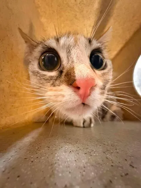 Poptart