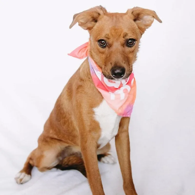 A young small-sized female Beagle dog named Susan Arriving D for adoption in Princeton, MN