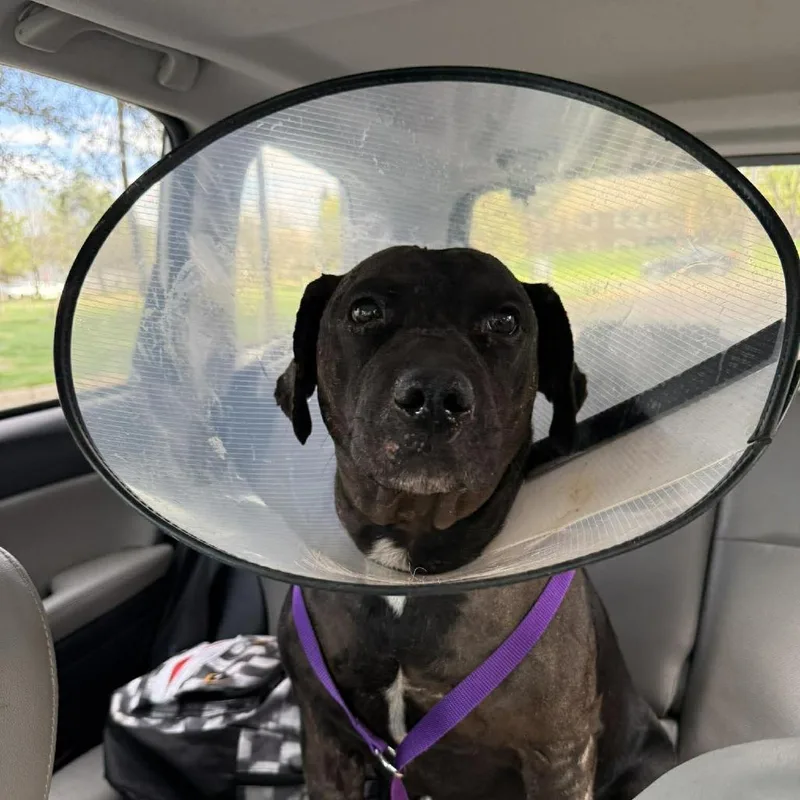 An adult large-sized male Black Pit Bull Terrier dog named Sergeant Baked Beans D for adoption in Princeton, MN