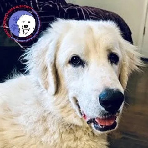 An adult large-sized male White / Cream Great Pyrenees dog named Jelly for adoption in Spring, TX