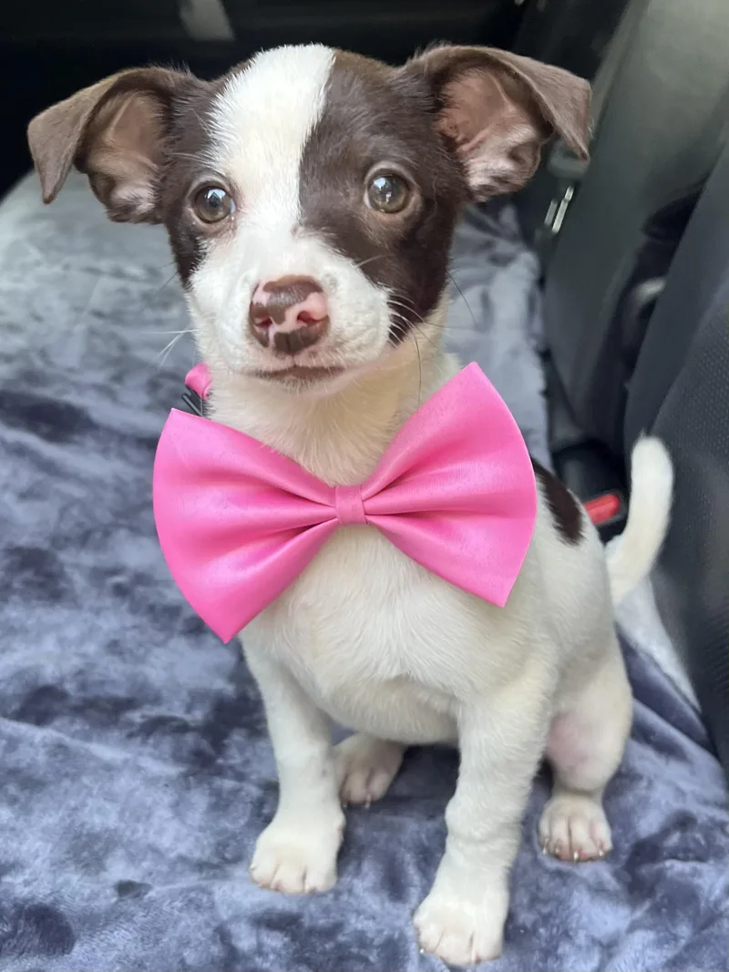 A baby small-sized female Chihuahua dog named Dolly for adoption in Gilbert, SC