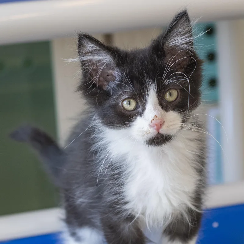 A baby medium-sized male Black & White / Tuxedo Domestic Long Hair cat named Galago for adoption in Pontiac, MI