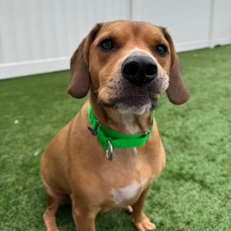 An adult medium-sized male Yellow / Tan / Blond / Fawn Mixed Breed dog named Bosch for adoption in Naperville, IL