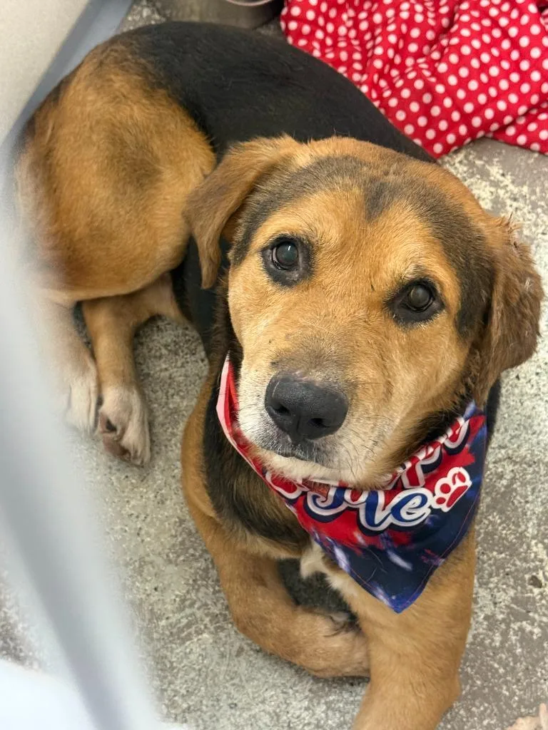 An adult large-sized male Shepherd dog named Alastair for adoption in Little Rock, AR